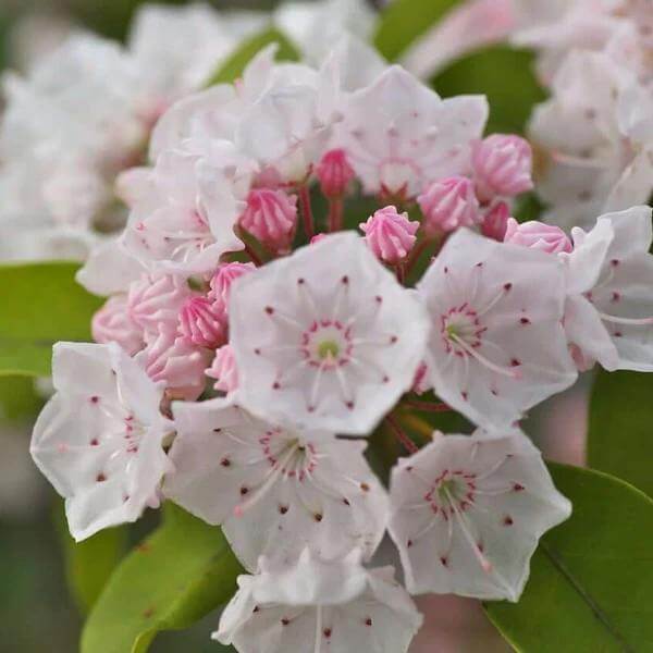 Mountain Laurel Seeds for Sale - Heirloom Flower Plant for Home Gardens