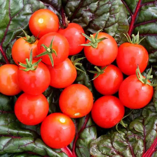 Mountain Magic Tomato Seeds - Vegetable Plant