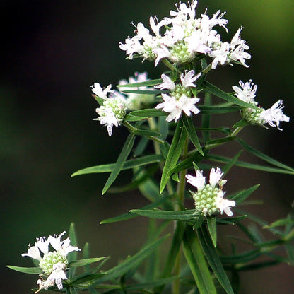 Mountain Mint Seeds - Herbal Plant