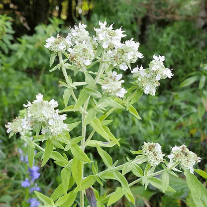 Mountain Mint Seeds - Herbal Plant