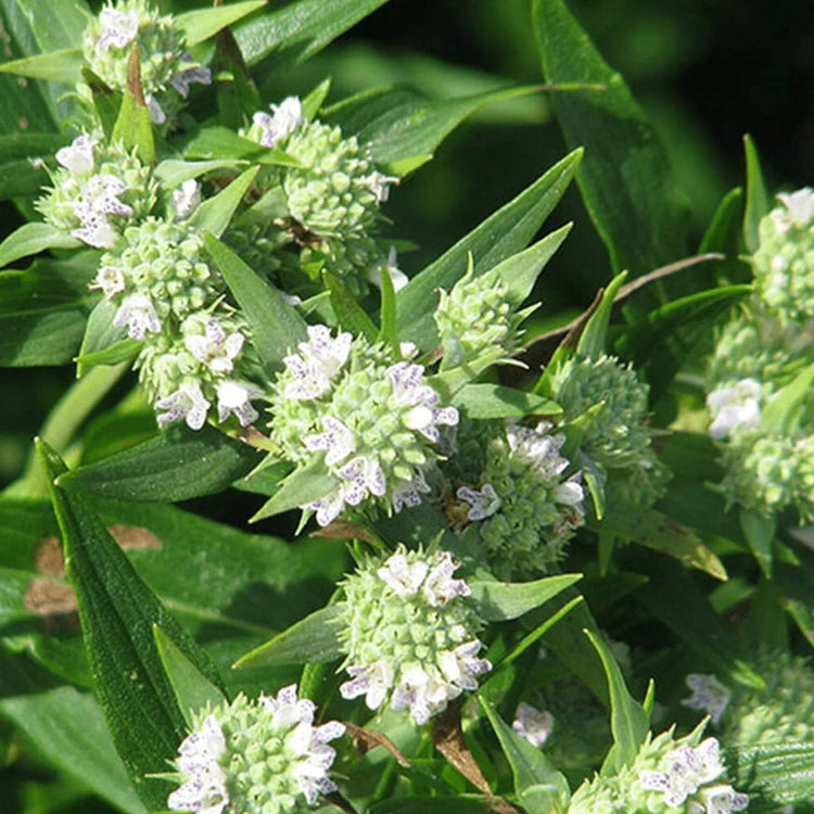Mountain Mint Seeds - Herbal Plant