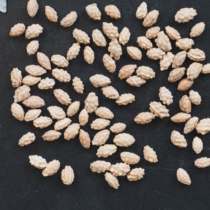 Mountain Papaya Seeds 