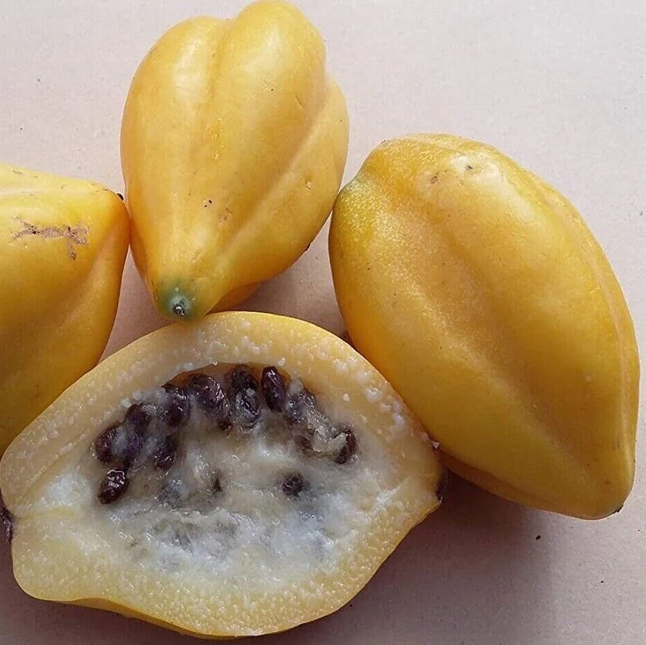 Mountain Papaya Seeds 