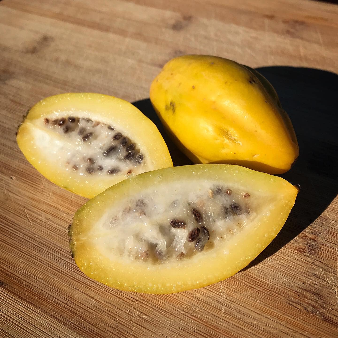 Mountain Papaya Seeds 
