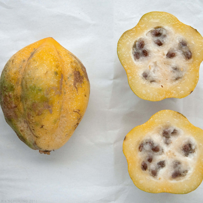 Mountain Papaya Seeds 