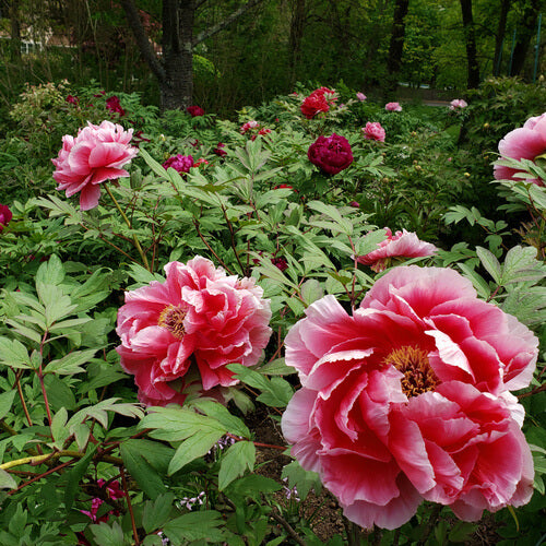 Mountain Peony Seeds - Heirloom Flower Plant for Home Gardens