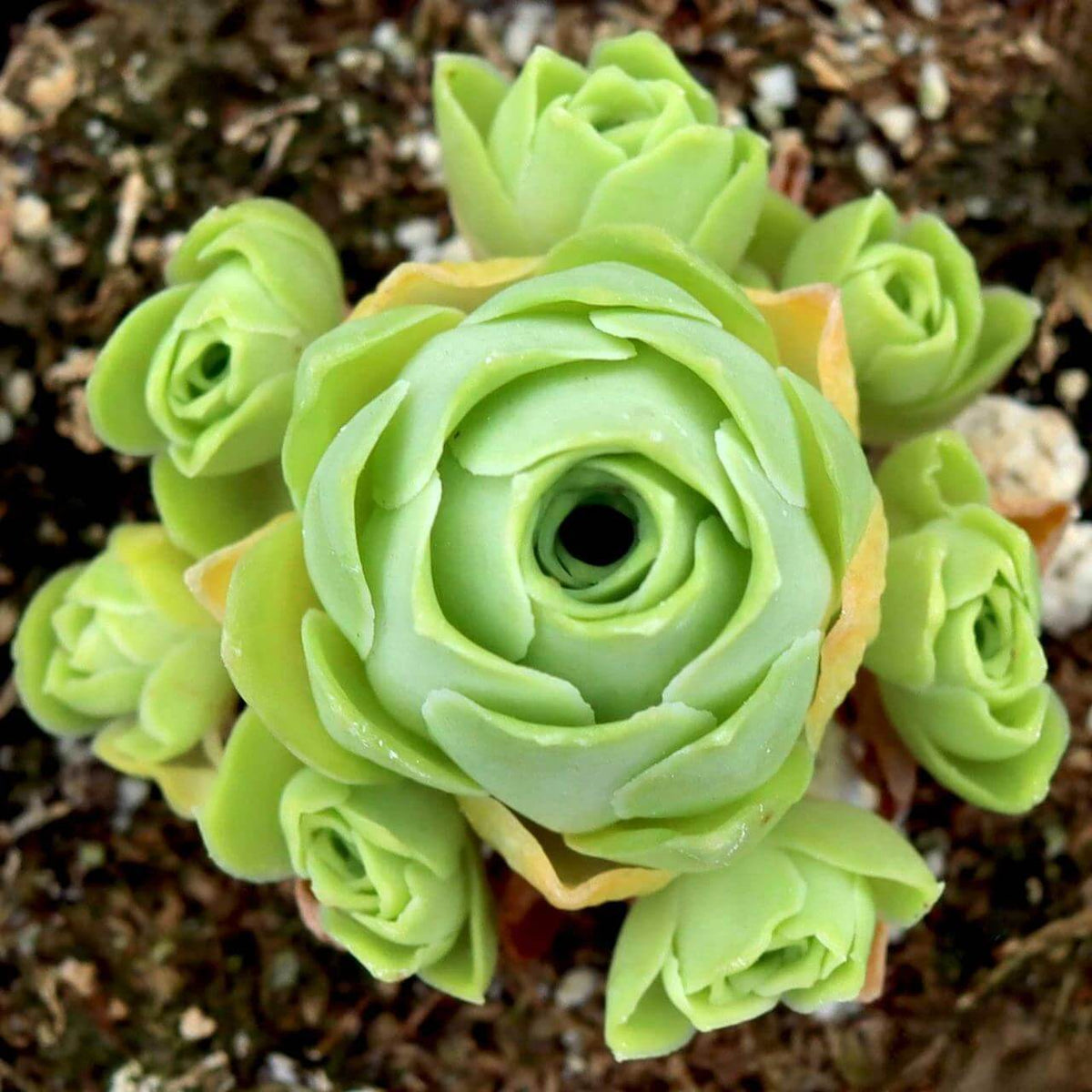 Mountain Rose Seeds - Heirloom Flower Plant for Home Gardens