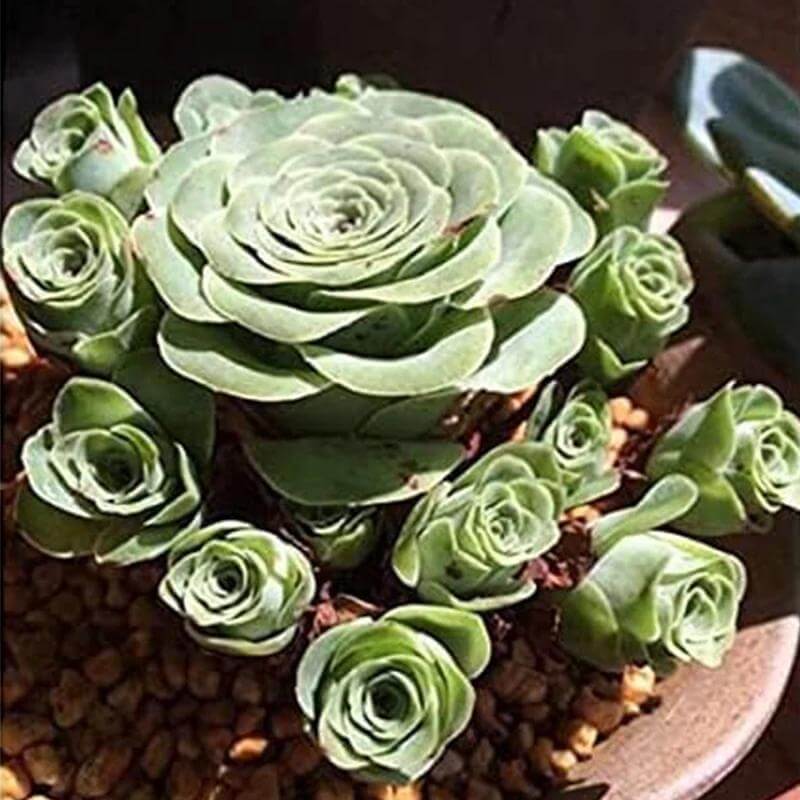 Mountain Rose Seeds - Heirloom Flower Plant for Home Gardens
