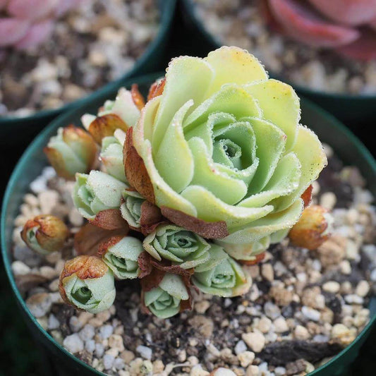 Mountain Rose Succulent Seeds - Succulent Plant for Home Gardens