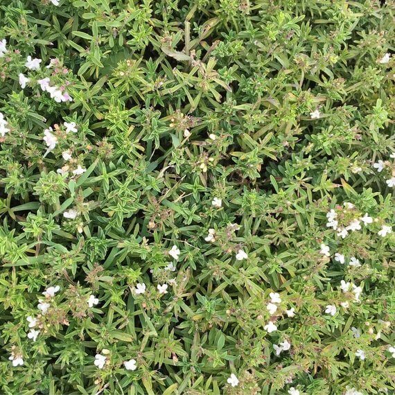Mountain Savory Seeds