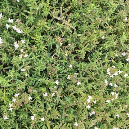 Mountain Savory Seeds