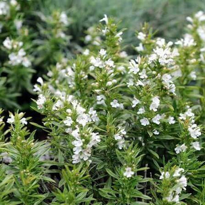 Mountain Savory Seeds