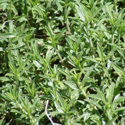 Mountain Savory Seeds