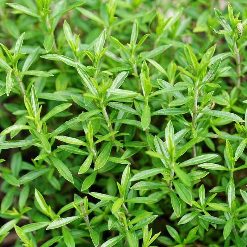 Mountain Savory Seeds