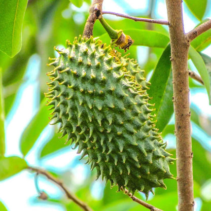 Mountain Soursop Seeds