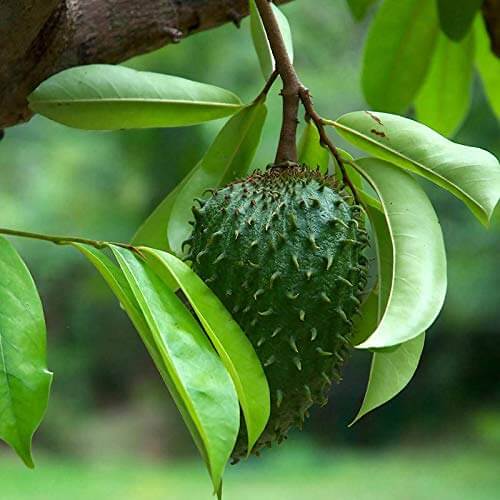 Mountain Soursop Seeds