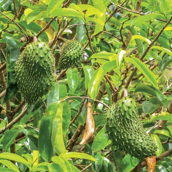 Mountain Soursop Seeds