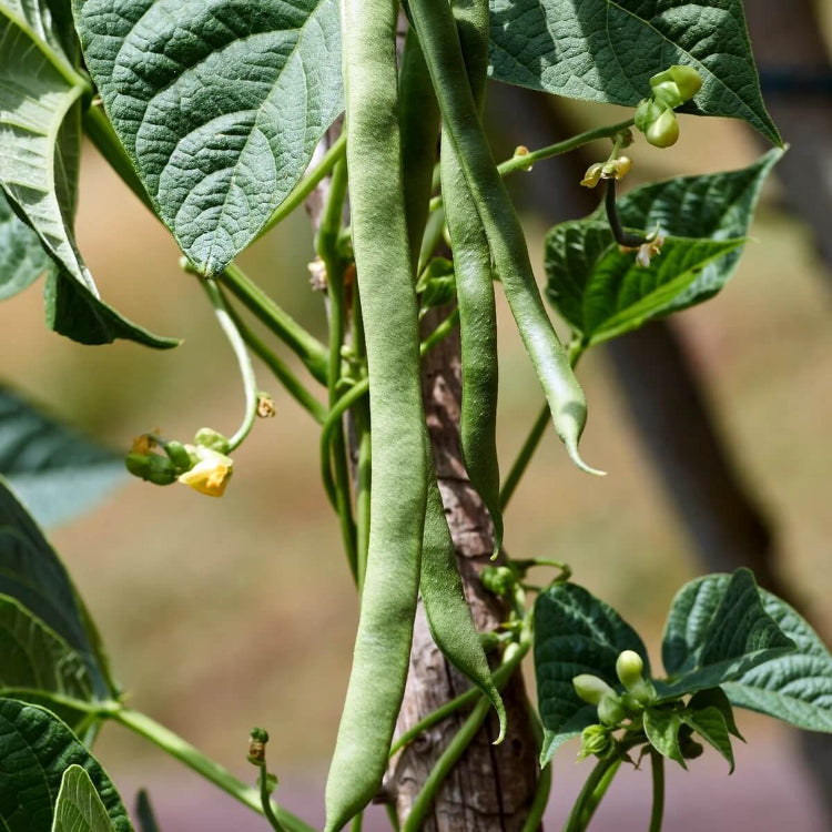 Mountaineer Half Runner Bean Seeds - Heirloom Vegetable Plant for Home Gardens