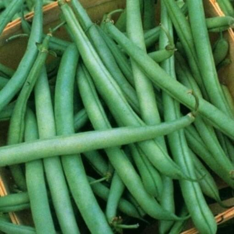 Mountaineer Half Runner Bean Seeds - Heirloom Vegetable Plant for Home Gardens