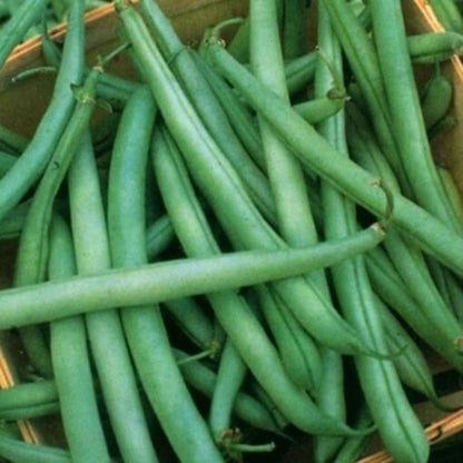 Mountaineer Half Runner Bean Seeds - Heirloom Vegetable Plant for Home Gardens