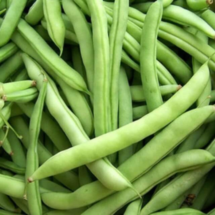 Mountaineer Half Runner Bean Seeds - Heirloom Vegetable Plant for Home Gardens