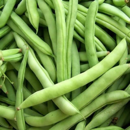 Mountaineer Half Runner Bean Seeds - Heirloom Vegetable Plant for Home Gardens