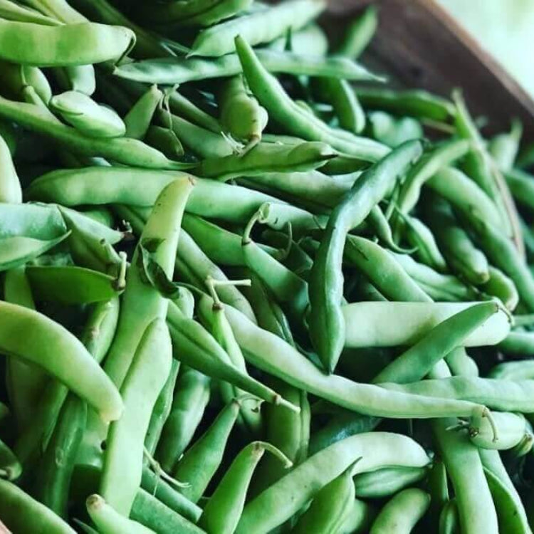 Mountaineer Half Runner Bean Seeds - Heirloom Vegetable Plant for Home Gardens