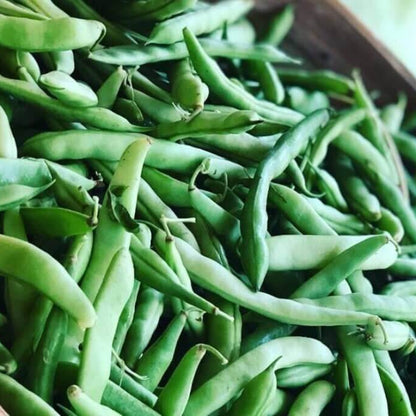 Mountaineer Half Runner Bean Seeds - Heirloom Vegetable Plant for Home Gardens