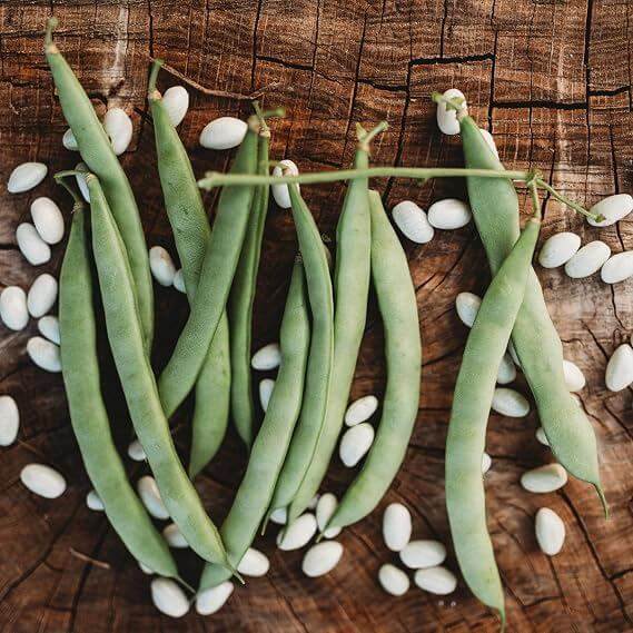 Mountaineer White Half Runner Bean Seeds 