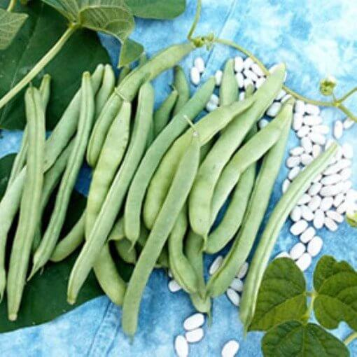 Mountaineer White Half Runner Bean Seeds 