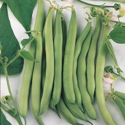 Mountaineer White Half Runner Bean Seeds 
