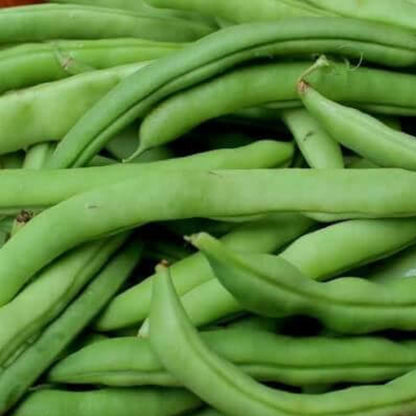 Mountaineer White Half Runner Bean Seeds 