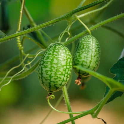 Mouse Melon Seeds