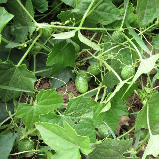 Mouse Melon Seeds