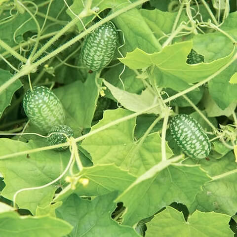 Mouse Melon Seeds