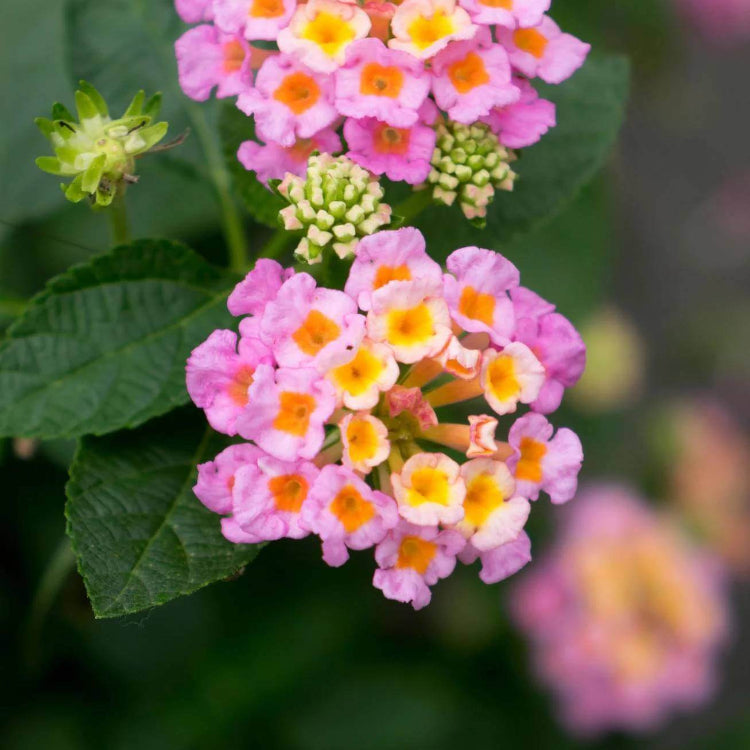 Mozelle Lantana Seeds - Ornamental Plant Seeds for Home Gardens