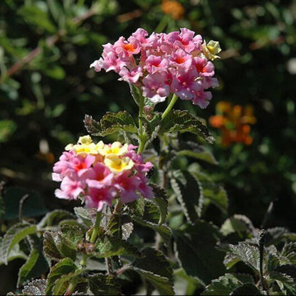 Mozelle Lantana Seeds - Ornamental Plant Seeds for Home Gardens