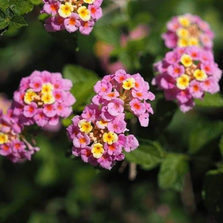 Mozelle Lantana Seeds - Ornamental Plant Seeds for Home Gardens