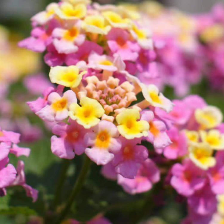 Mozelle Lantana Seeds - Ornamental Plant Seeds for Home Gardens