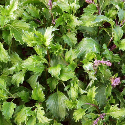 Mrihani Basil Seeds - Herbal Plant