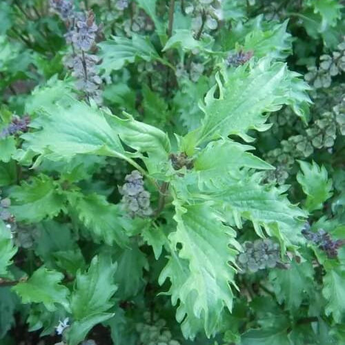Mrihani Basil Seeds - Herbal Plant