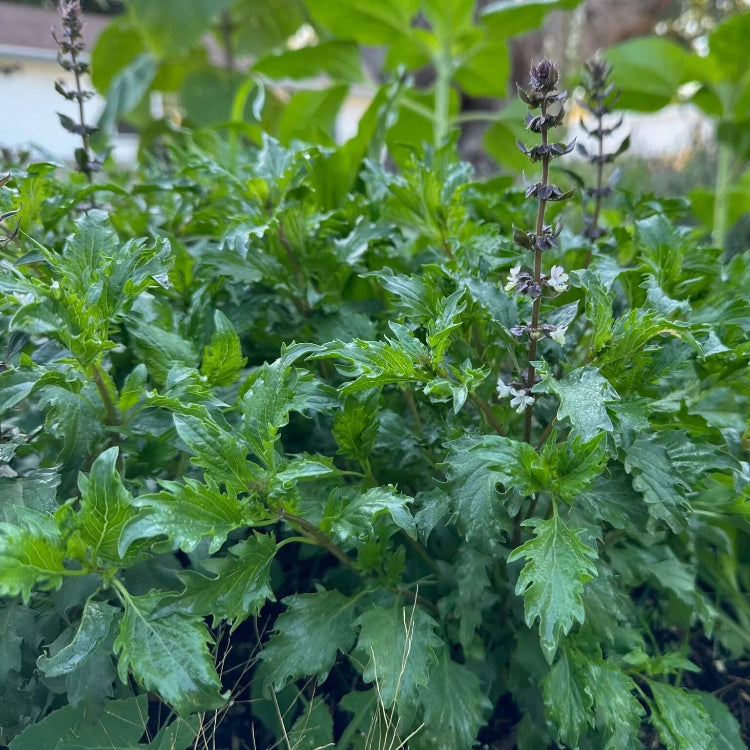 Mrihani Basil Seeds - Herbal Plant