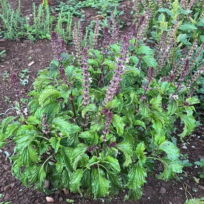 Mrihani Basil Seeds - Herbal Plant