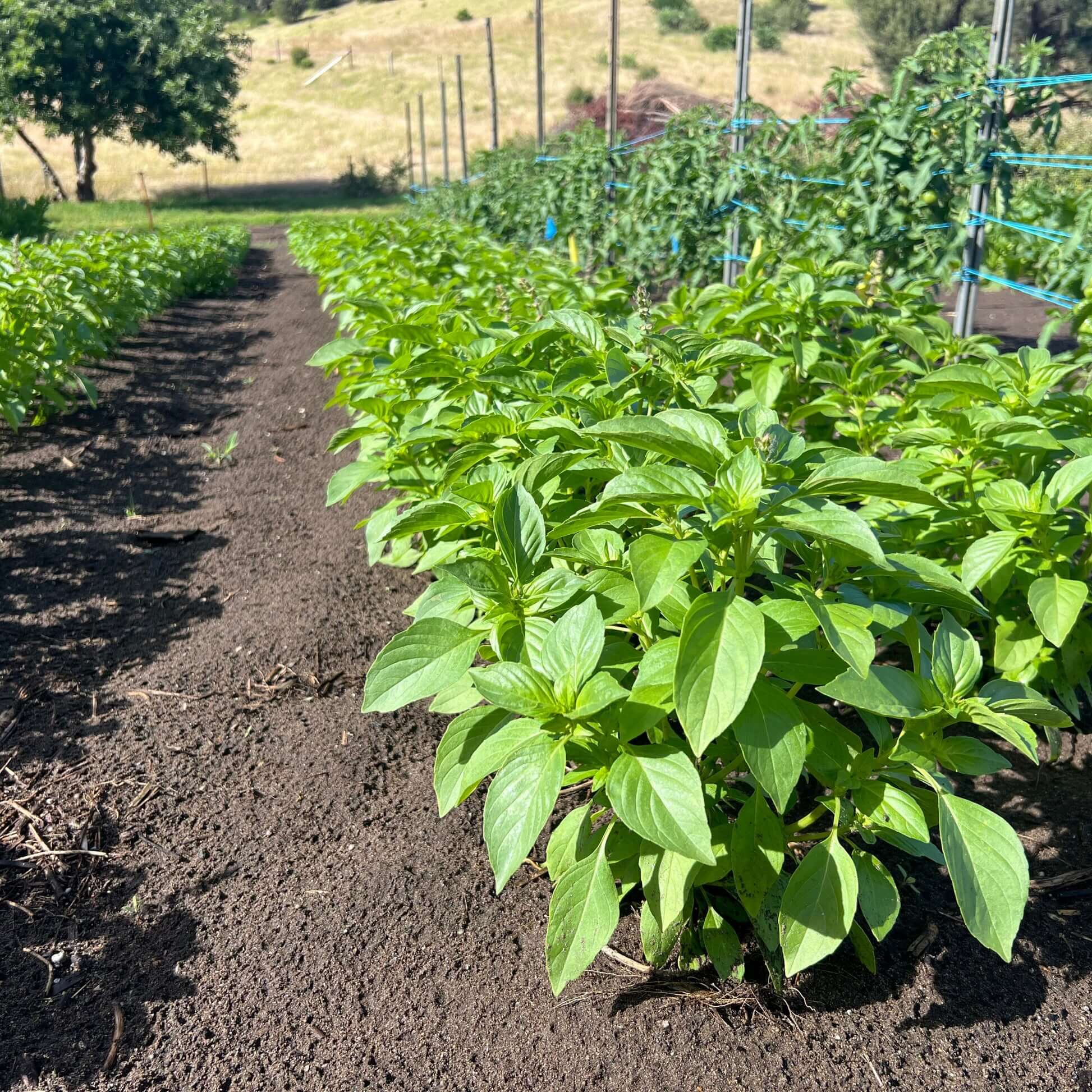 Mrs. Burns Lemon Basil Seeds - Herbal Plant