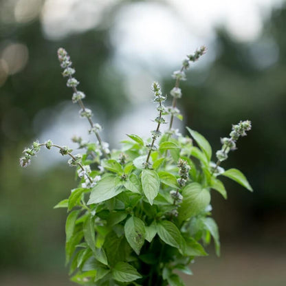 Mrs. Burns Lemon Basil Seeds - Herbal Plant