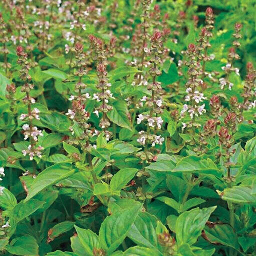 Mrs. Burns Lemon Basil Seeds - Herbal Plant