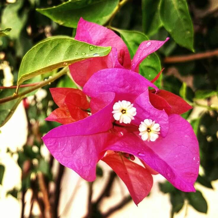 Mrs. Butt Bougainvillea Seeds