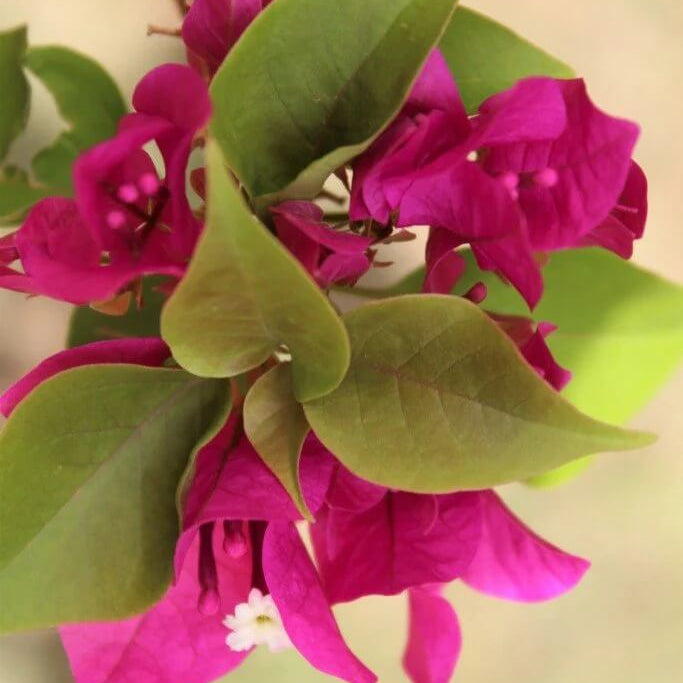 Mrs. Butt Bougainvillea Seeds