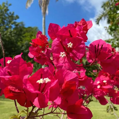 Mrs. Butt Bougainvillea Seeds