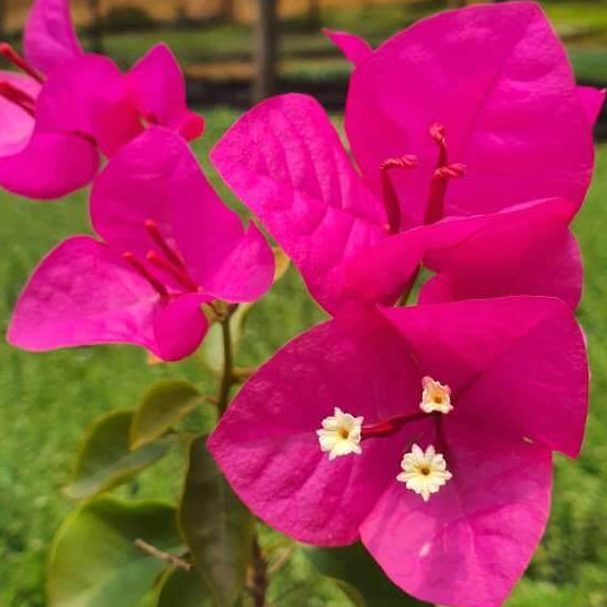 Mrs. Butt Bougainvillea Seeds